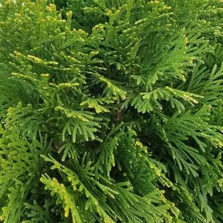 Cypress Emerald Natural Essential Oil